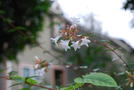 次の写真のサムネイル：こうべをたれる白い花